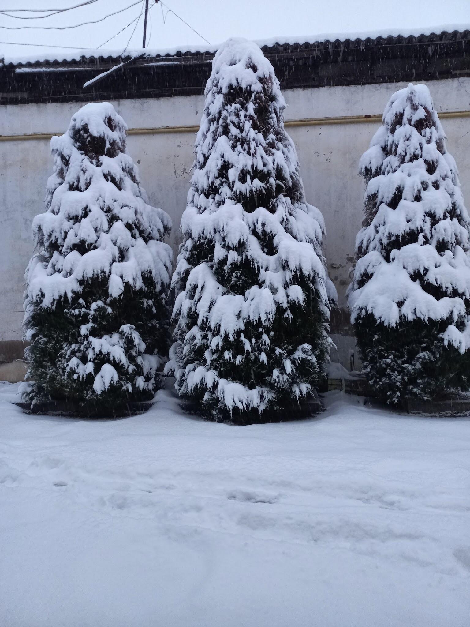 Sebzor Hostel